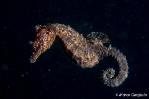 Mediterranean SeaHorse night dive by Marco Gargiulo 